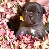Samantha (black) young female (15lbs), a female French Bulldog for sale in Geneseo, IL – Photo 5 of 7