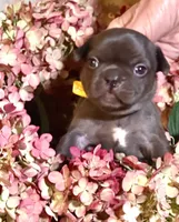 Samantha (yellow collar-black), a female French Bulldog for sale in Geneseo, IL – Photo 6 of 8