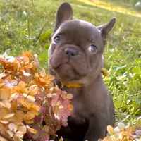 Samantha (black) young female (15lbs), a female French Bulldog for sale in Geneseo, IL – Photo 4 of 7