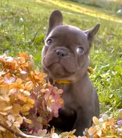 Samantha (yellow collar-black), a female French Bulldog for sale in Geneseo, IL – Photo 5 of 8