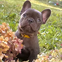 Samantha (black) young female (15lbs), a female French Bulldog for sale in Geneseo, IL – Photo 6 of 7