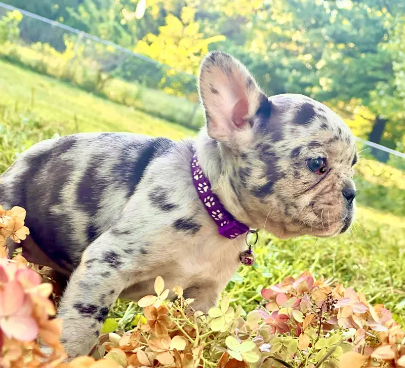 Scarlet (violet collar-merle)