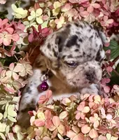 Scarlet (violet collar-merle), a female French Bulldog for sale in Geneseo, IL – Photo 2 of 4