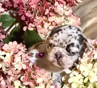 Scarlet (violet collar-merle), a female French Bulldog for sale in Geneseo, IL – Photo 3 of 4