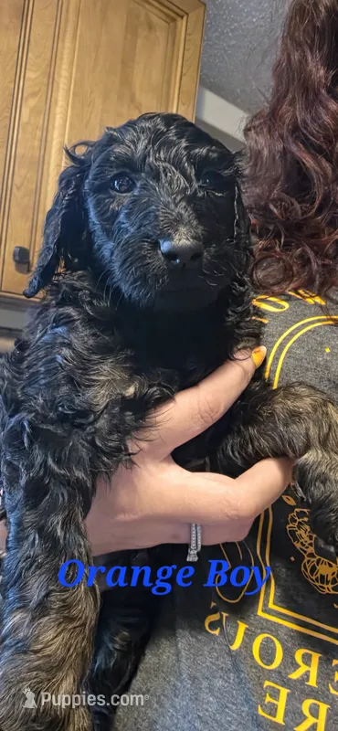 Orange  – Poodle - Standard  puppy for sale in Virginia Beach, VA