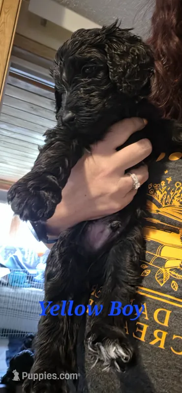 Yellow – Poodle - Standard  puppy for sale in Virginia Beach, VA