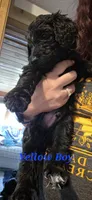 Yellow, a male Poodle - Standard  for sale in Virginia Beach, VA – 1 of 1