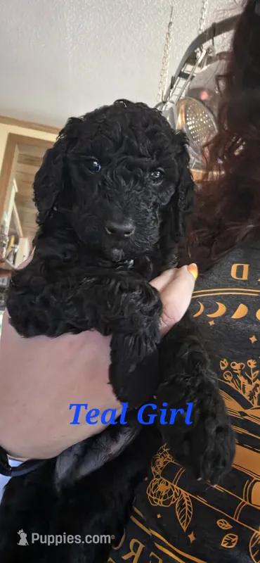 Teal – Poodle - Standard  puppy for sale in Virginia Beach, VA