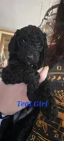Teal, a female Poodle - Standard  for sale in Virginia Beach, VA – 1 of 1