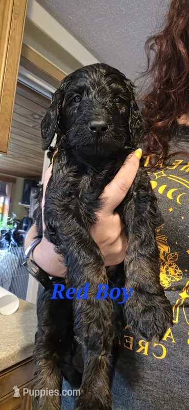 Red – Poodle - Standard  puppy for sale in Virginia Beach, VA