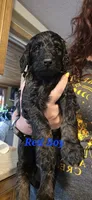 Red, a male Poodle - Standard  for sale in Virginia Beach, VA – 1 of 1