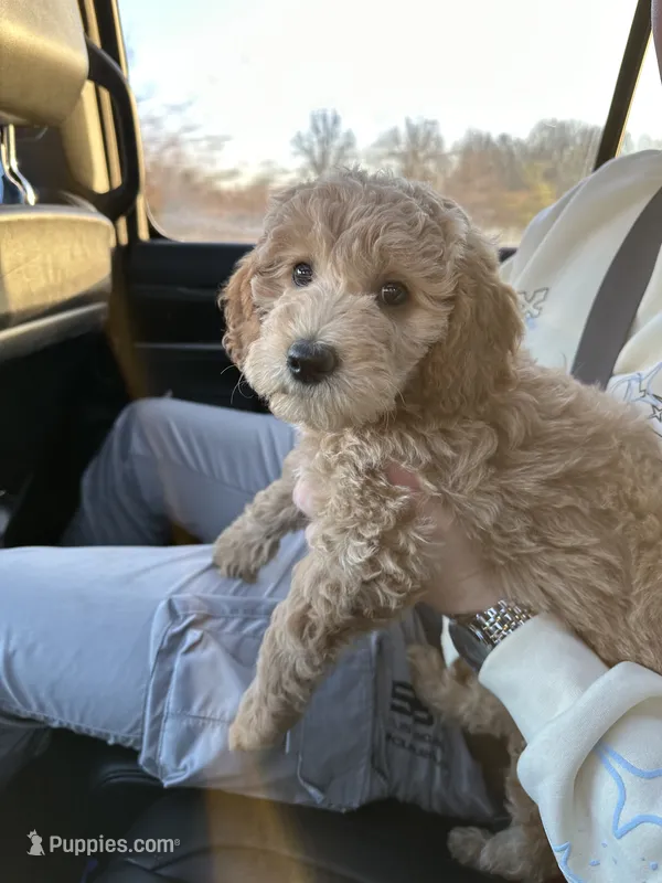 Multigen Miniature Goldendoodle UPCOMING – Miniature Goldendoodle puppy for sale in Raleigh, NC