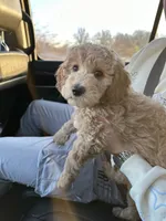Multigen Miniature Goldendoodle UPCOMING, a  Miniature Goldendoodle for sale in Raleigh, NC – 1 of 4