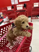 Multigen Miniature Goldendoodle UPCOMING, a  Miniature Goldendoodle for sale in Raleigh, NC – 3 of 4