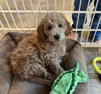 Multigen Miniature Goldendoodle UPCOMING, a  Miniature Goldendoodle for sale in Raleigh, NC – 2 of 4
