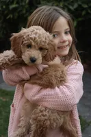 Multigen Miniature Goldendoodle UPCOMING, a  Miniature Goldendoodle for sale in Raleigh, NC – 4 of 4