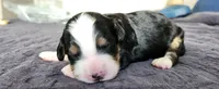 Hazel , a female Bernedoodle for sale in Pueblo West, CO – 4 of 5