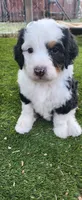 Aspin, a female Bernedoodle for sale in Pueblo West, CO – 4 of 9