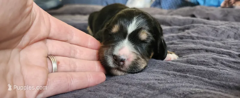 Juniper  – Bernedoodle puppy for sale in Pueblo West, CO