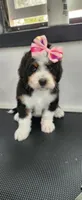 Hazel , a female Bernedoodle for sale in Pueblo West, CO – 4 of 10