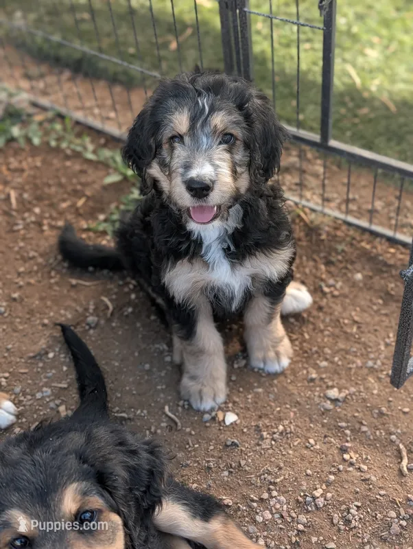 Juniper  – Bernedoodle puppy for sale in Pueblo West, CO