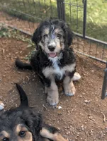 Juniper , a female Bernedoodle for sale in Pueblo West, CO – 1 of 9