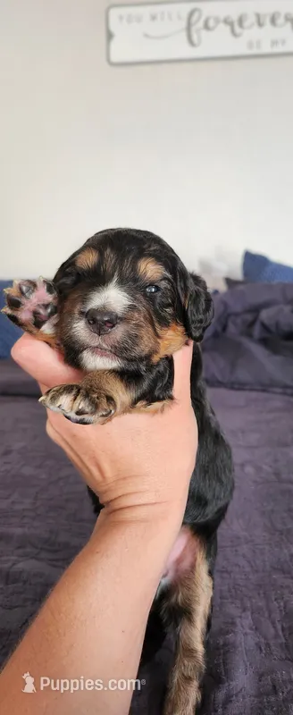 Bear – Bernedoodle puppy for sale in Pueblo West, CO