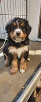Willow, a female Bernedoodle for sale in Pueblo West, CO – 3 of 4
