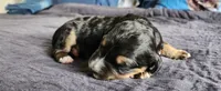 Oakley , a male Bernedoodle for sale in Pueblo West, CO – 2 of 3
