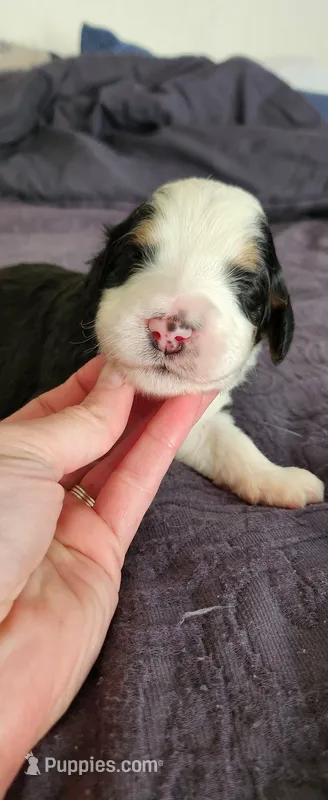 Maverick  – Bernedoodle puppy for sale in Pueblo West, CO
