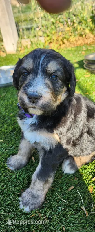 Juniper  – Bernedoodle puppy for sale in Pueblo West, CO