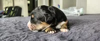 Willow, a female Bernedoodle for sale in Pueblo West, CO – 3 of 3