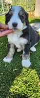 Ranger, a male Bernedoodle for sale in Pueblo West, CO – 8 of 10
