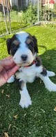 Hazel , a female Bernedoodle for sale in Pueblo West, CO – 7 of 10