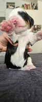 Aspin, a female Bernedoodle for sale in Pueblo West, CO – 5 of 6