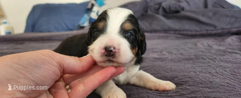 Hazel  – Bernedoodle puppy for sale in Pueblo West, CO