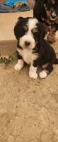 Hazel , a female Bernedoodle for sale in Pueblo West, CO – 5 of 10