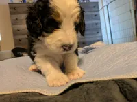 Maverick , a male Bernedoodle for sale in Pueblo West, CO – 6 of 9
