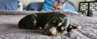 Juniper , a female Bernedoodle for sale in Pueblo West, CO – 2 of 4