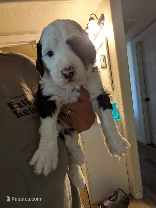 Aspin – Bernedoodle puppy for sale in Pueblo West, CO