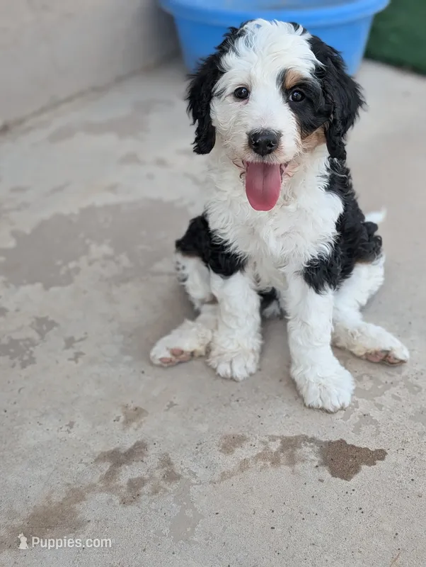 Aspin – Bernedoodle puppy for sale in Pueblo West, CO