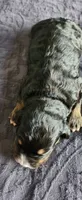 Bear, a male Bernedoodle for sale in Pueblo West, CO – 2 of 3