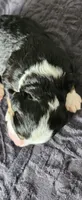 Ranger, a male Bernedoodle for sale in Pueblo West, CO – 3 of 4