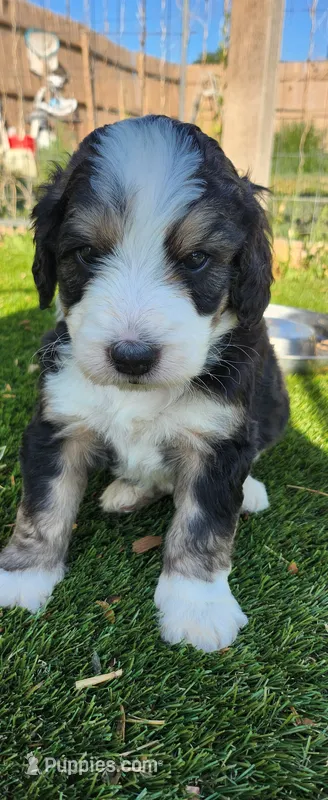 Ranger – Bernedoodle puppy for sale in Pueblo West, CO