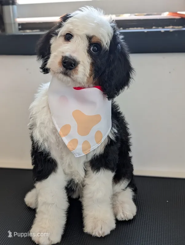 Aspin – Bernedoodle puppy on hold in Pueblo West, CO