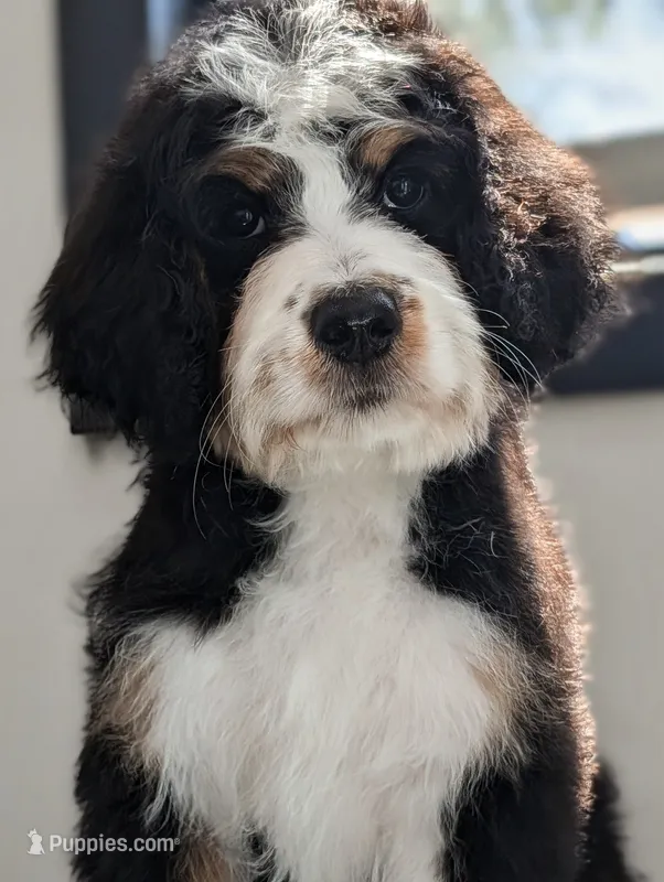 Hazel  – Bernedoodle puppy for sale in Pueblo West, CO
