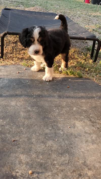 Hazel , a female Bernedoodle for sale in Pueblo West, CO – 10 of 10