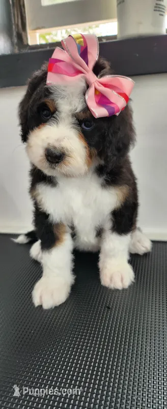 Hazel  – Bernedoodle puppy for sale in Pueblo West, CO
