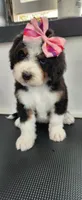 Hazel , a female Bernedoodle for sale in Pueblo West, CO – 3 of 10