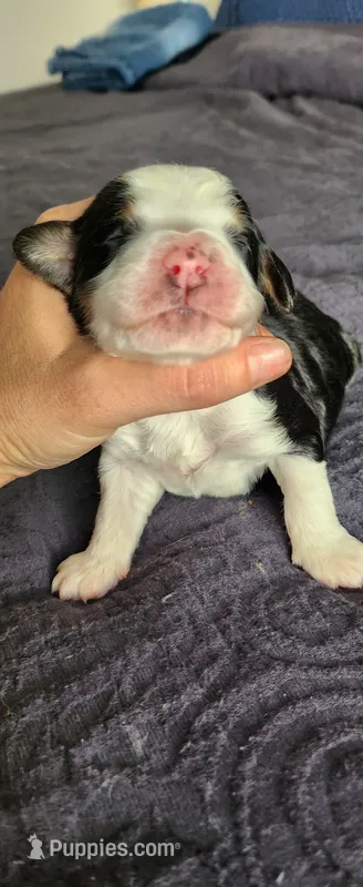 Maverick  – Bernedoodle puppy for sale in Pueblo West, CO